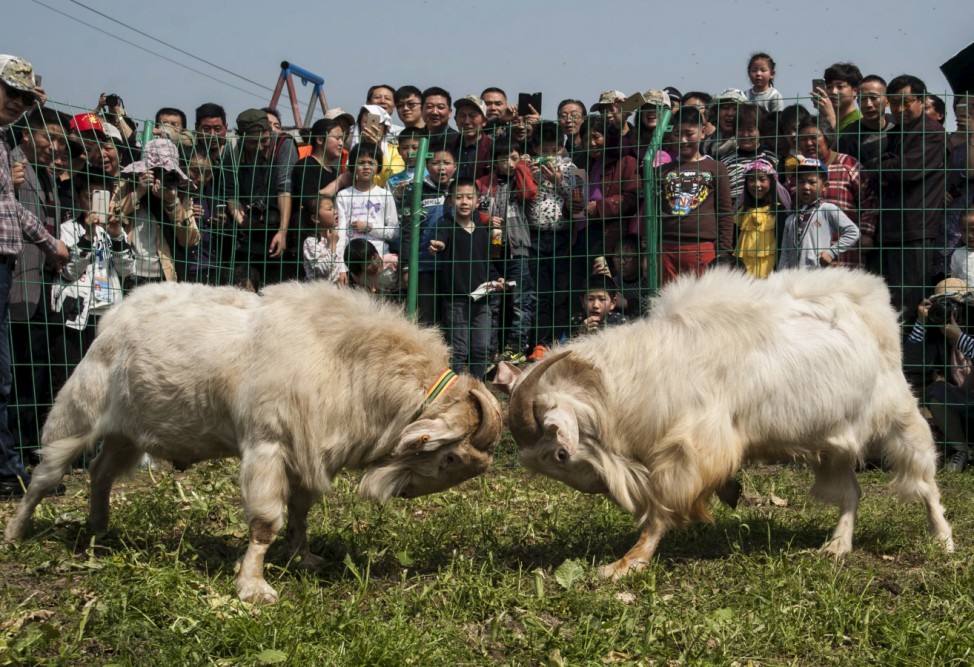 People watch a goatfight during a local festival in Dagong town of Nantong, Jiangsu Province, China