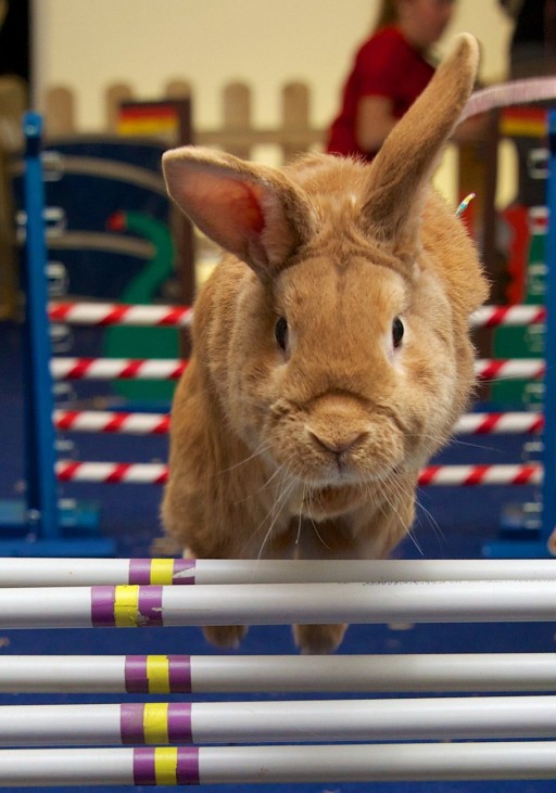 Heimtiermesse  - Kaninchen