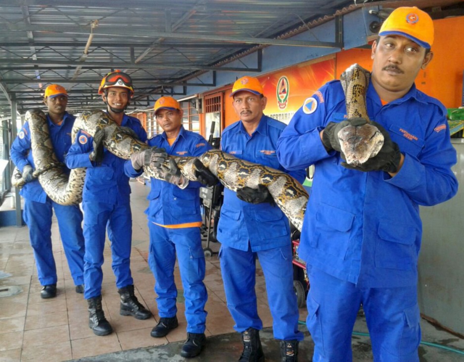 Handout shows members of Malaysia's Civil Defence Force posing with a python caught near a construction site in Paya Terubong, Penang