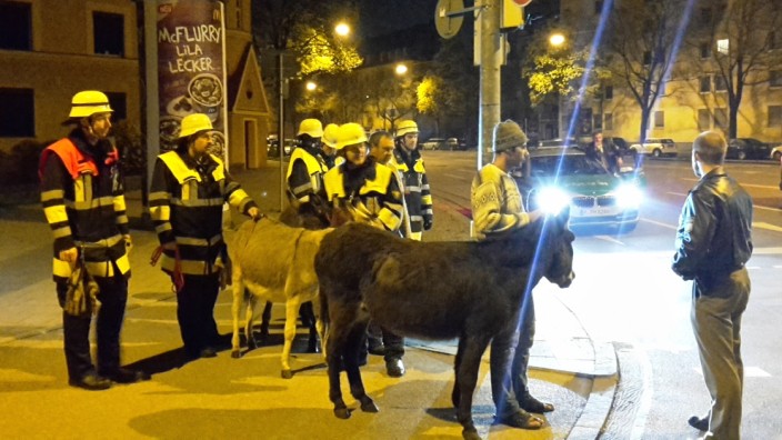 Ramersdorf: Esel und Ponys aus einem Zirkus mussten Polizei und Feuerwehr mit vereinten Kräften einfangen.
