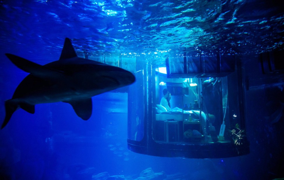 AirBnB sharks night in Aquarium of Paris