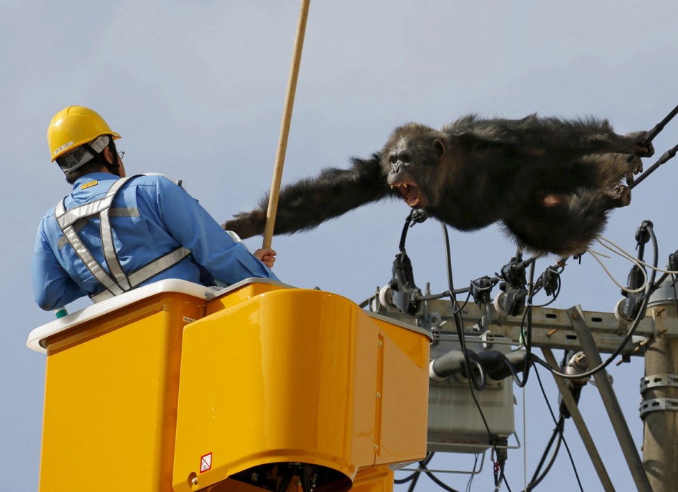 Male chimpanzee Chacha screams after escaping from nearby Yagiyama Zoological Park as a man tries to capture him in Sendai