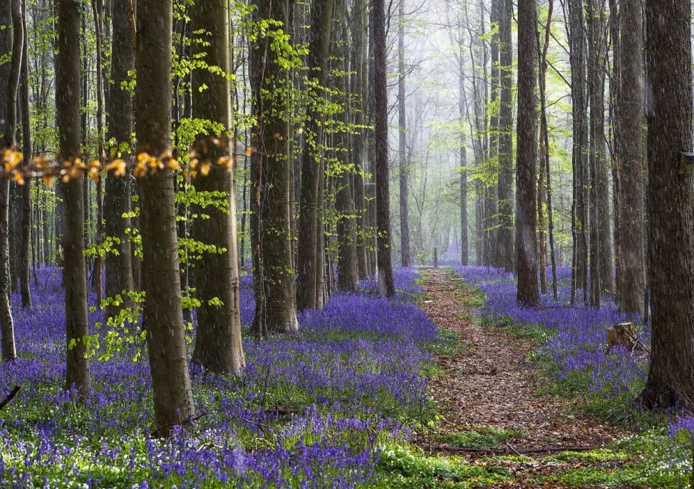 Wild bluebells, which bloom around mid-April, turning the forest completely blue, form a carpet in the Hallerbos, also known as the 'Blue Forest', near the Belgian city of Halle