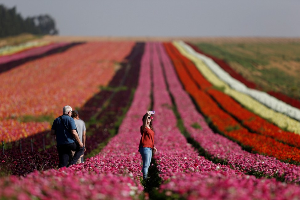 An Israeli woman takes a selfie in a buttercup field near Kibbutz Nir Yitzhak in southern Israel, just outside the Gaza Strip