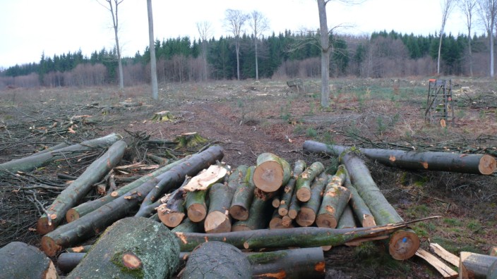 Naturschutz: Die Buchen auf der Karlshöhe wurden abgeholzt.