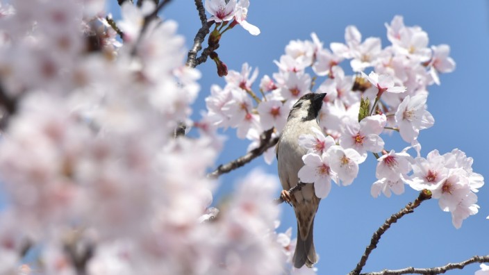Klimawandel: Die japanische Kirschblüte ist vom Klimawandel bedroht.