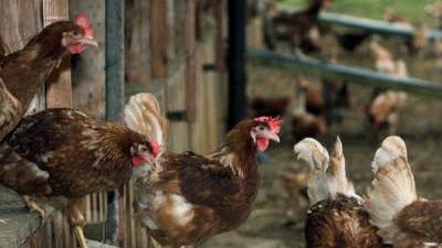 Landwirtschaft und Ethik: Nur im Sommer verlockend: Viele Hühner scheuen bei niedrigen Temperaturen den Gang ins Freie.