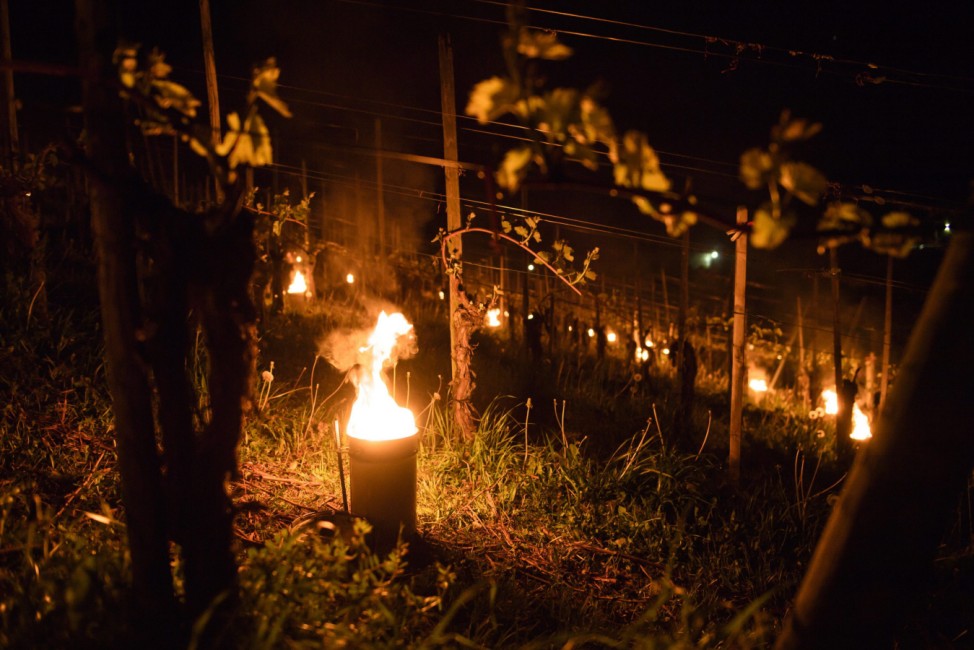 Anti-frost candles burn in a vineyard in Flaesch