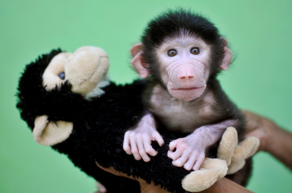 A 23-day-old hamadryas baboon plays with a stuffed toy at Sri Chamarajendra Zoological Gardens after the baboon, according to a zoo doctor, was abandoned by its mother after its birth on April 4, in Mysuru