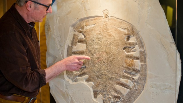 Große fossile Schildkröte entdeckt
