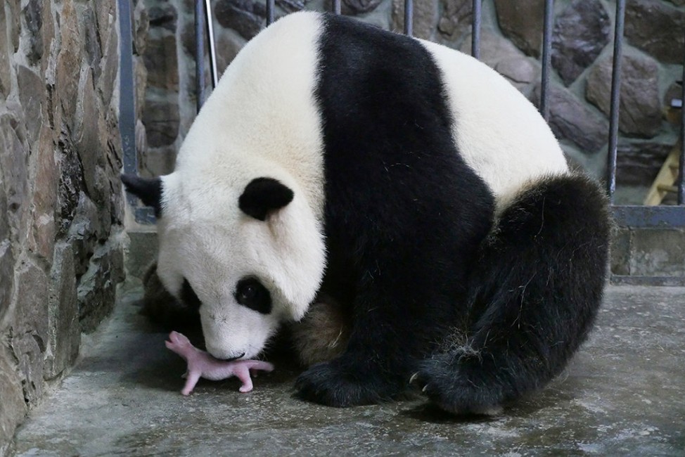 Mother giant panda Aibang is seen with her newborn cub at a giant panda breeding centre in Chengdu