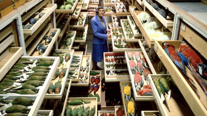 Birds Collections, National Museum of Natural History