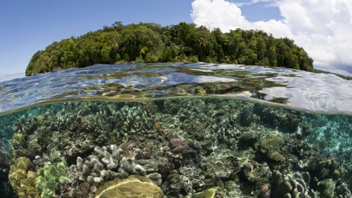 Riffdach mit Korallen, Marovo Lagune, Salomonen Corals on Reef Top, Marovo Lagoon, Solomon Islands R