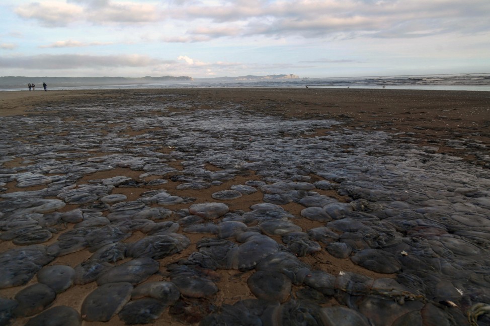 A view of beached jellyfishes at a beach of Cucao town at Chiloe island in Chile