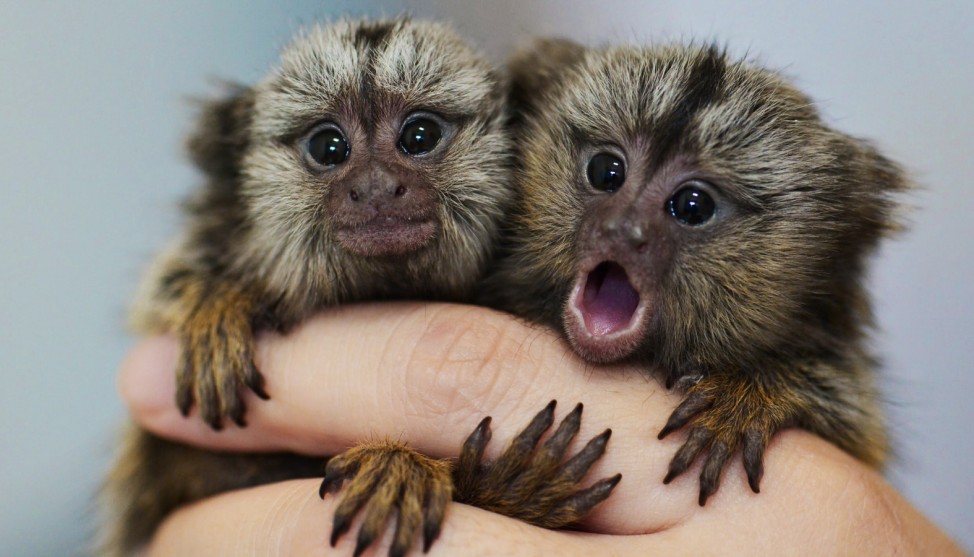 Brzil common marmosets saved from smuggl;ers