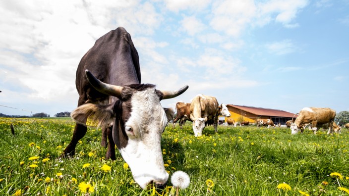 Milchbauern in Starnberg: Auf satten Wiesen grasen glückliche Kühe. Die Milchbauern haben andere Sorgen: Der Preis für einen Liter Milch ist auf weniger als 20 Cent gefallen.