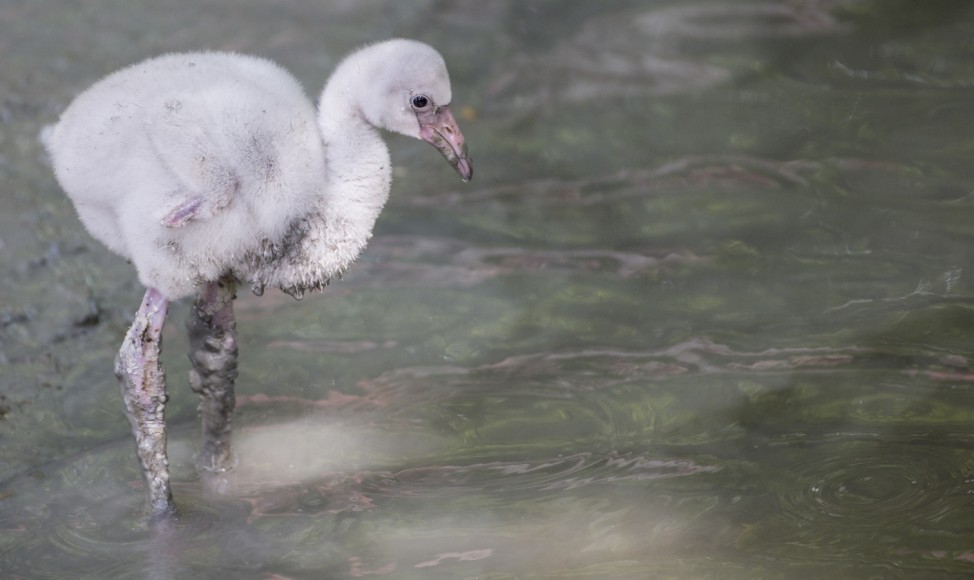 Flamingo-Nachwuchs im Tierpark Hellabrunn