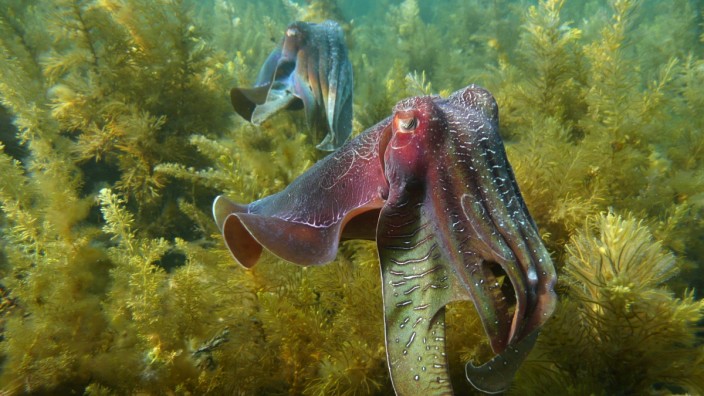 Giant Australian cuttlefish (Sepia apama), Spencer Gulf, South Australia.