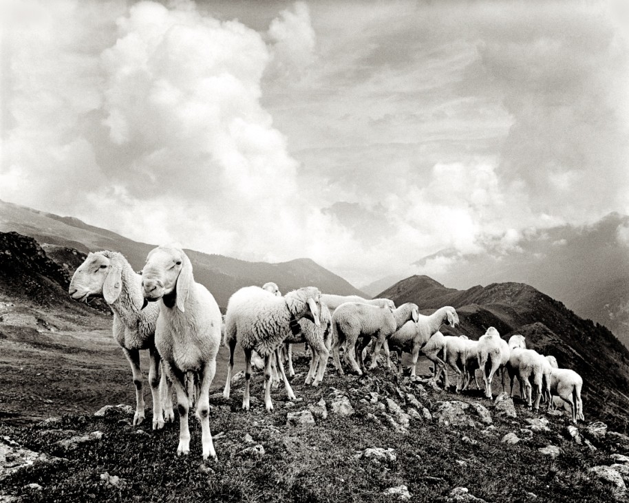 Schafe in Tirol