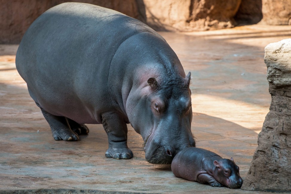 Young hippo in Wroclaw Zoo
