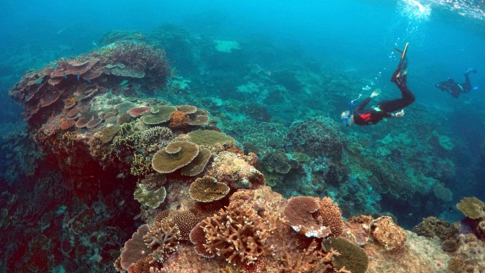 Peter Gash snorkels with Oliver Lanyon and Lewis Marshall during an inspection of the reef's condition in an area called the 'Coral Gardens' located at Lady Elliot Island located north-east from the town of Bundaberg in Queensland