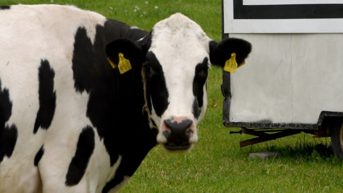 Protestplakat gegen das Sterben von Milchviehbetrieben