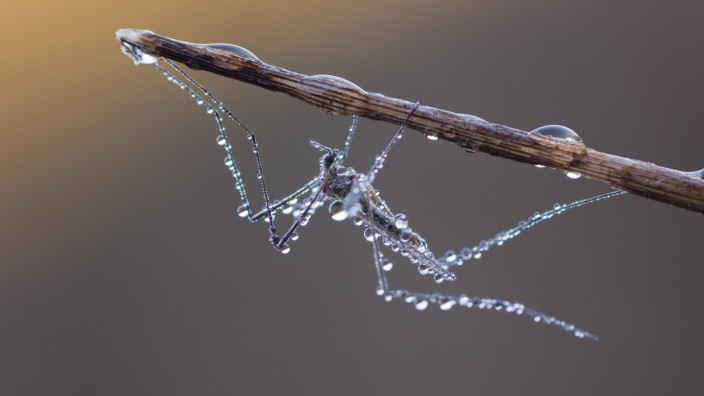 Mosquito (Aedes sp) on branch covered with dew, before sunrise, Germany, October. PUBLICATIONxINxGER