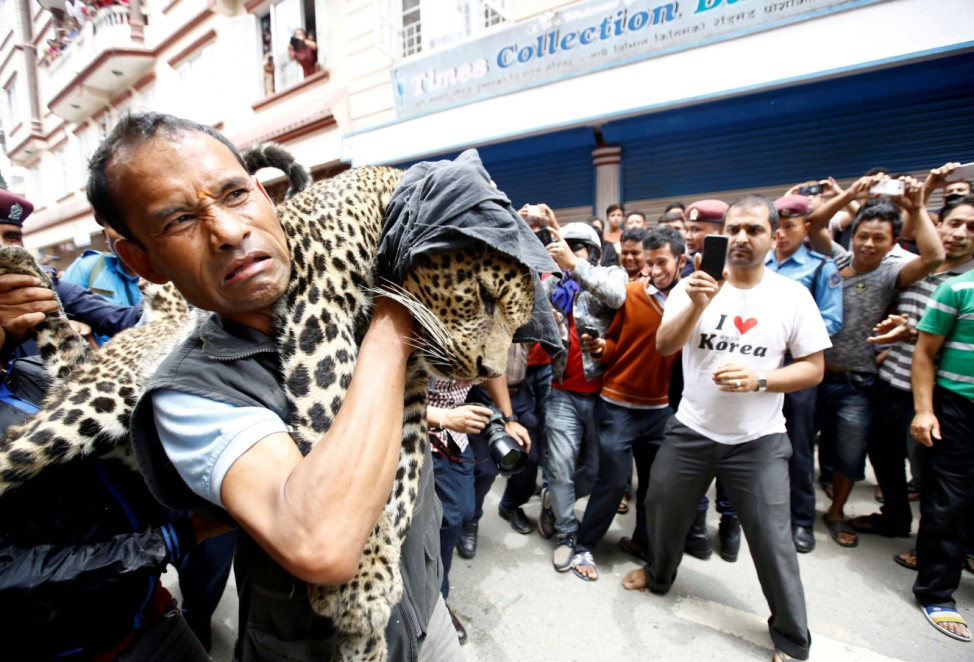 A tranquilized leopard is carried out from a house in Kathmandu