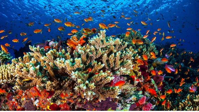 Korallenbleiche: Farbverlust: Über Tausende von Jahren wuchs das Great Barrier Reef. Nun ist es in weiten Teilen blass.