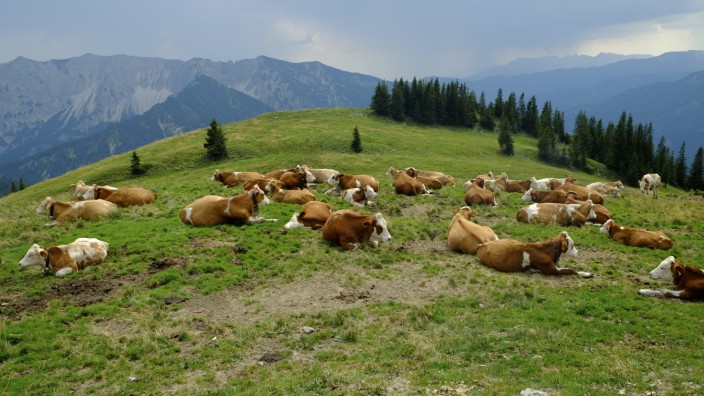 Milchpreis: Ein Teil der Milchbbauern in Oberbayern treiben im Sommer das Vieh auf die Almen, Geld verdienen sie damit derzeit nicht.