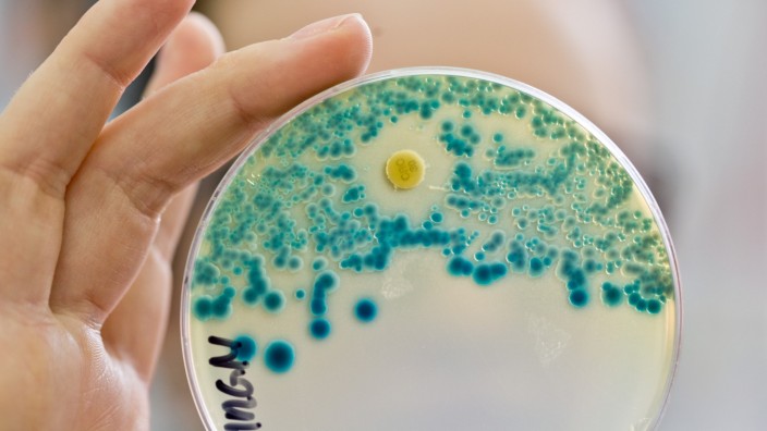 "Stille Pandemie": Eine Labormitarbeiterin in Erlangen hält eine Petrischale mit resistenten Bakterien hoch. Die EU-Kommission will mehr Geld in die Antibiotika-Forschung lenken.