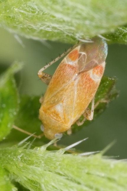 Insekten: Psallus Varians ist eine wenige Millimeter große Weichwanzenart, die vor allem auf Buchen und Eichen zu finden ist.