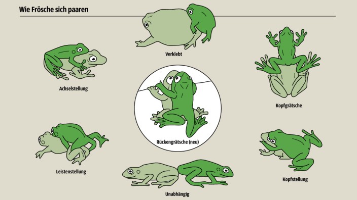 Zoologie: Paarungsstellungen beim Frosch. SZ-Grafik: Sead Mujić; Quelle: S. D. Biju / Duellman und Trueb