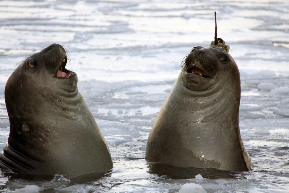 IMAS's elephant seal satellite tracking in the Southern Ocean