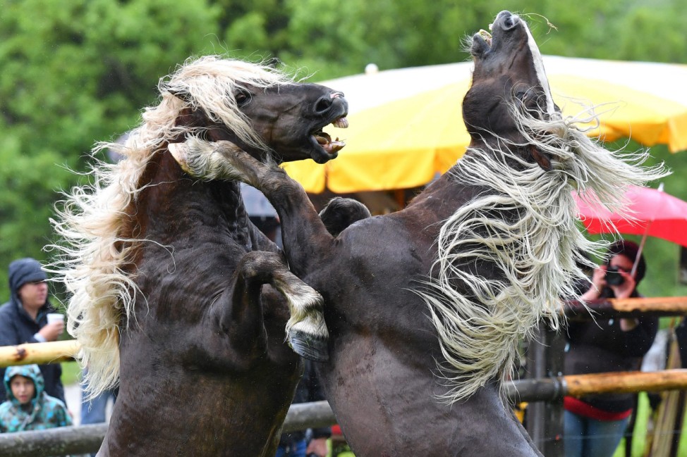 Stallions fight for head of the herd