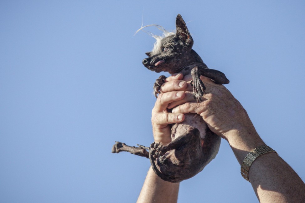 2016 World's Ugliest Dog Contest in California