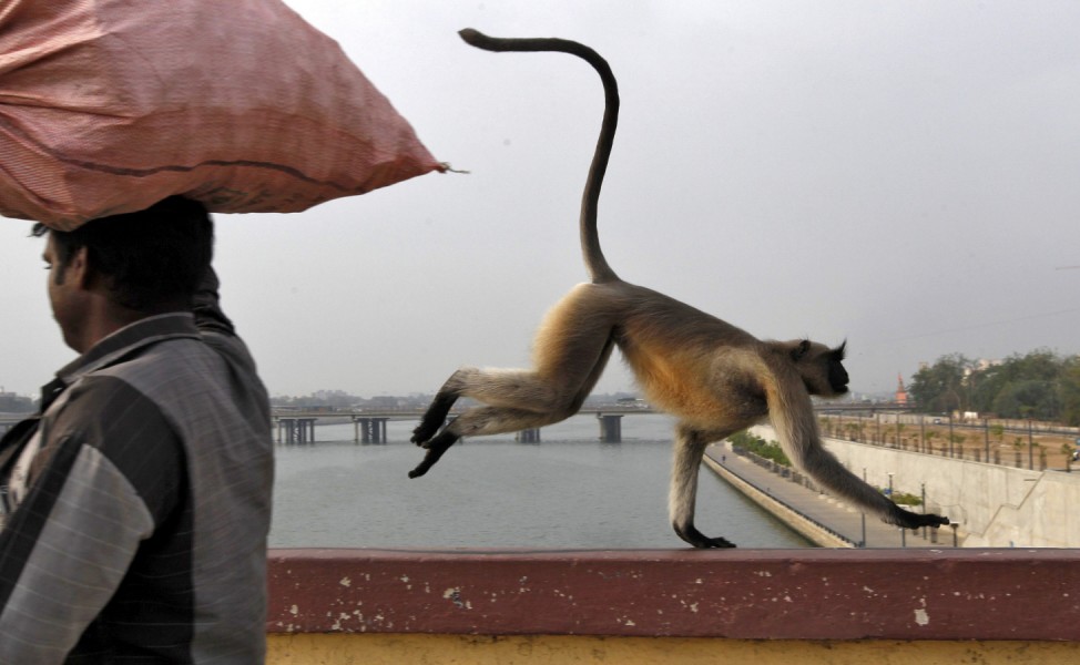 A monkey runs past a man as it crosses a bridge on the Sabarmati river in Ahmedabad