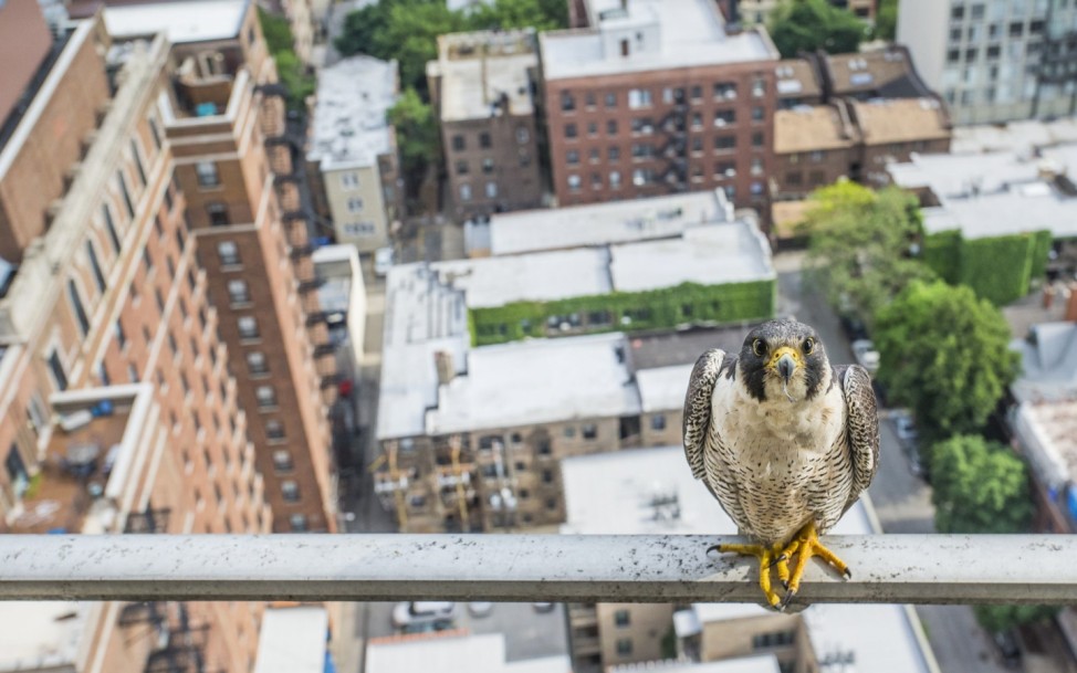 PRIZEWINNER: Young Environmental Photographer of the Year 2016Bird's Eye View, 2015 / Chicago