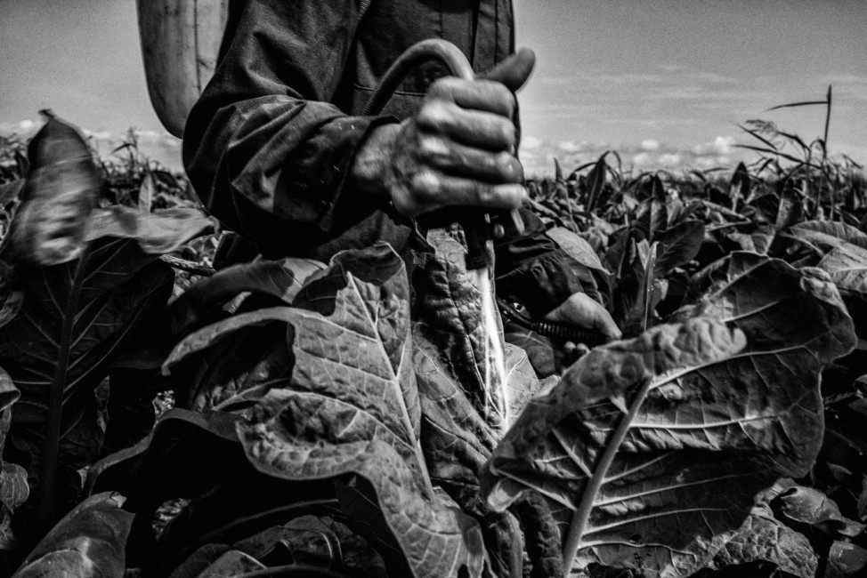 Huicholes del Tabaco, 2015 / Santiago, Nayarit, MexicoShortlisted Image