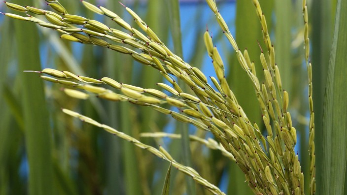 Two-month old 'Golden Rice' stalks are seen at the laboratory of the International Rice Research Institute in Los Banos