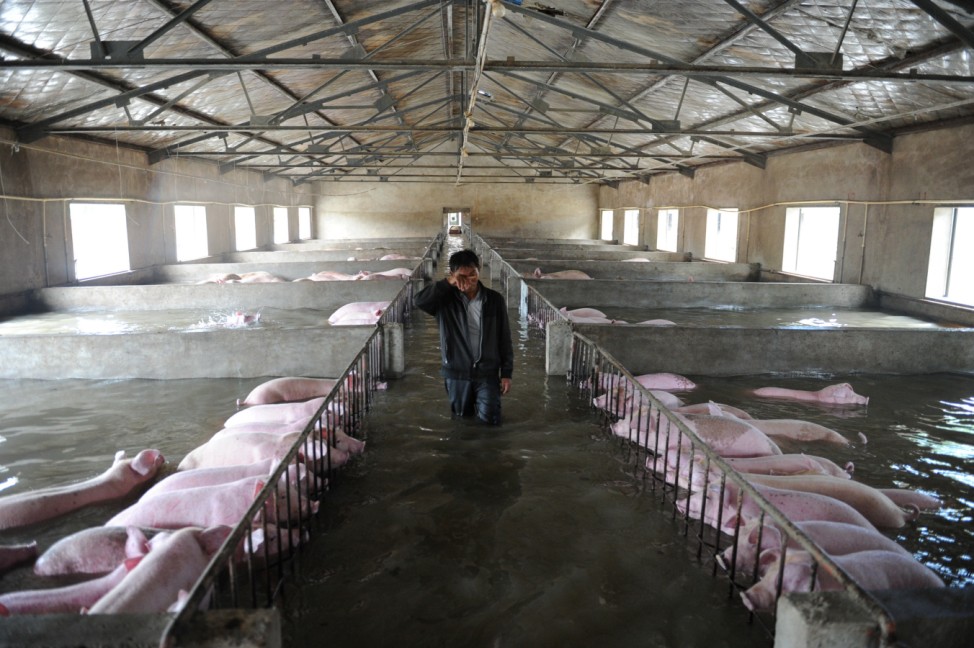 An employee wipes away tears as he walks through a flooded farm, where pigs cannot be moved away from due to an environmental protrection and epidemic prevention measure, before he leaves for safer place in Liu'an