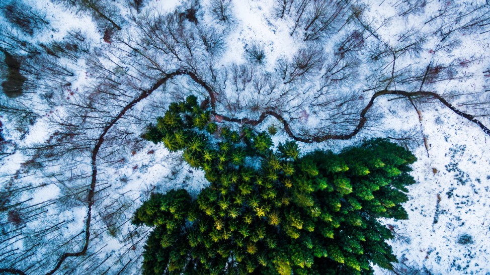 A patch of pines in the middle of the forest; International Drone Photography Contest by Dronestagram