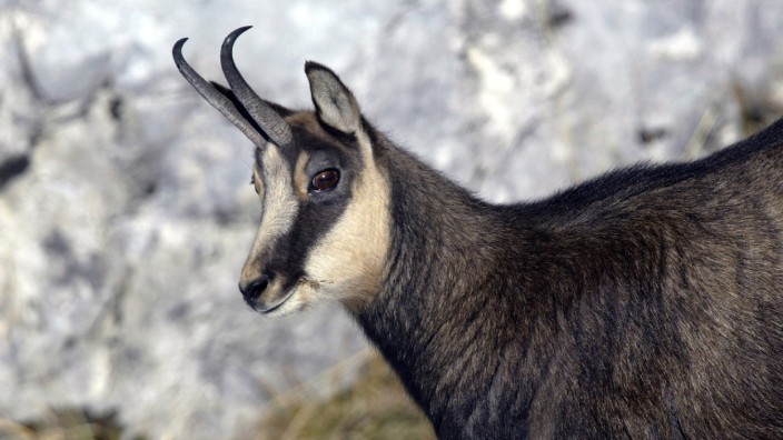 Naturschutz: Im Nationalpark Berchtesgaden tobt ein erbitterter Streit um die Jagd auf Gämsen.