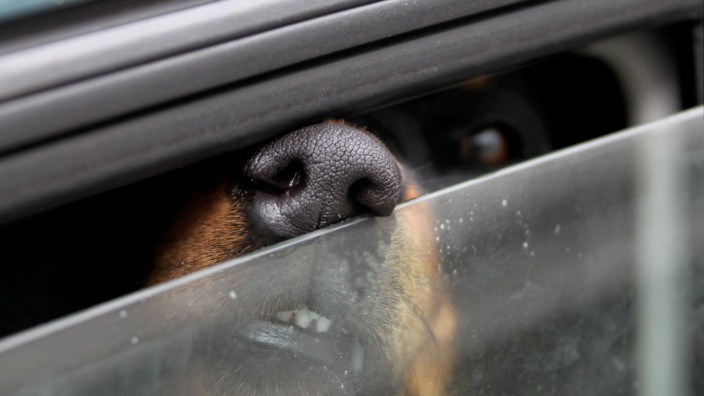 USA: Ein Hund sitzt im Auto. (Symbolbild)