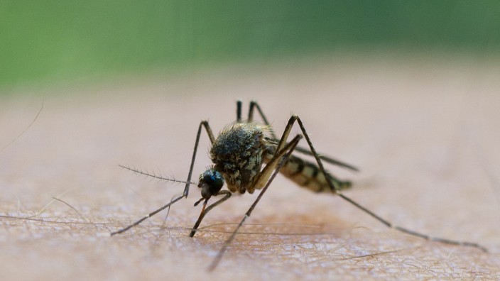 Viele Mücken nach Starkregen
