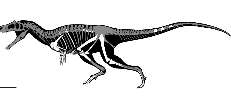A skeletal reconstruction of the Cretaceous Period predatory dinosaur named Gualicho shinyae, whose fossils were unearthed in Argentina