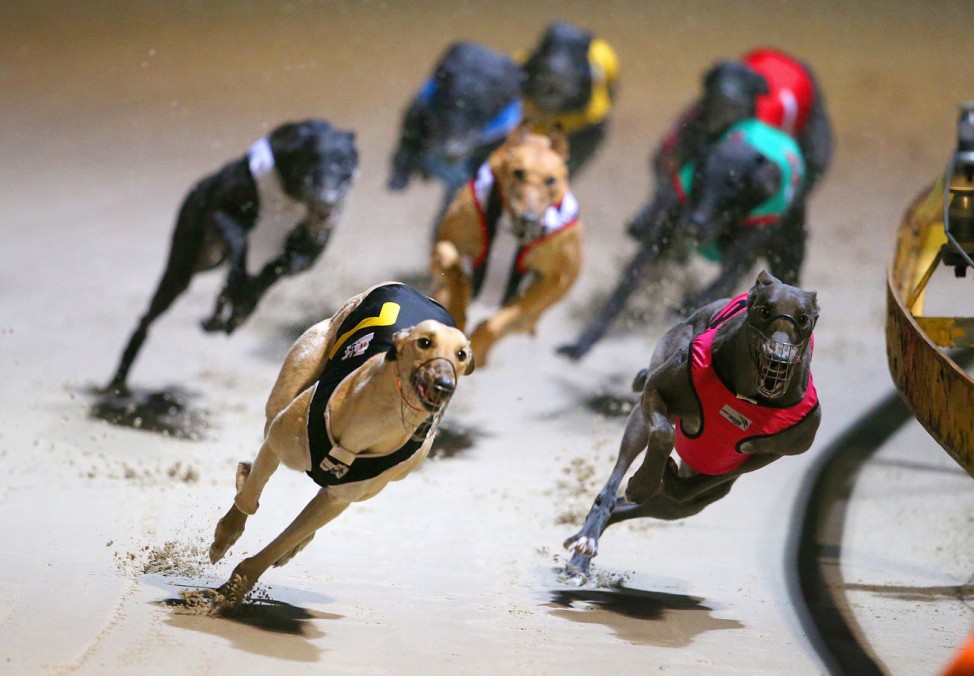 Greyhound racing returns to Sydney's Wentworth Park state governm