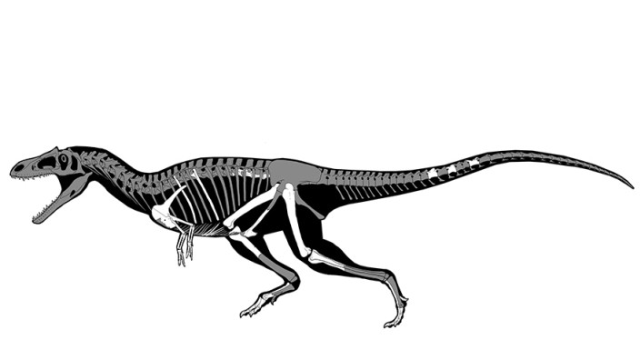 Dinosaurier: Gualicho shinyae lebte vor etwa 90 Millionen Jahren und ist ein sehr entfernter, früher Verwandter von Tyrannosaurus rex. Entdeckt wurden seine fossilen Überreste in Patagonien im Süden Argentiniens. Bild: Reuters