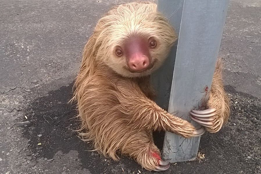 A sloth holds on to the post of a traffic barrier on a highway in this handout photo provided by Ecuador's Transit Commission in Quevedo