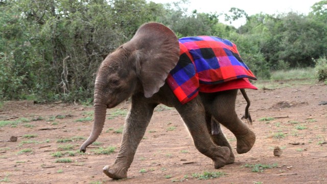 Tierschutz: Anja Wanka aus Karlsfeld hat nicht ein Herz für den kleinen Barsilinga, dessen Elefantenmutter von Wilderern in Kenia erschossen wurde.